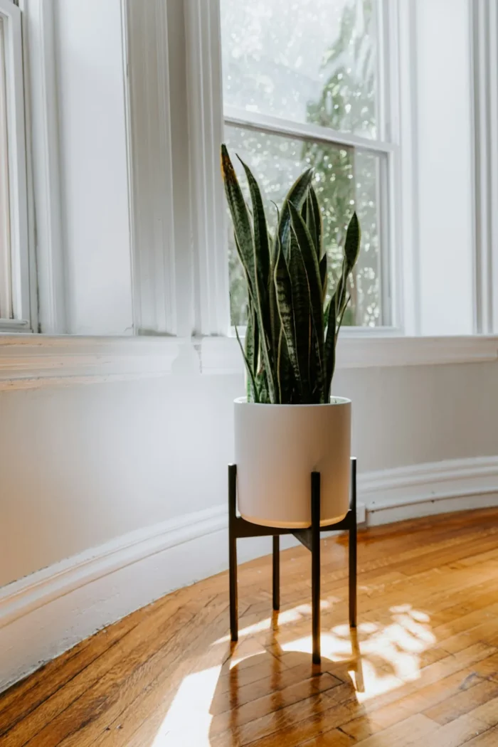 Potted plant on a metal stand in a bright room, representing plant stand deals